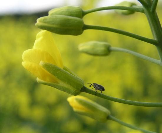 Kohlschotenrüssler auf Rapsblüte