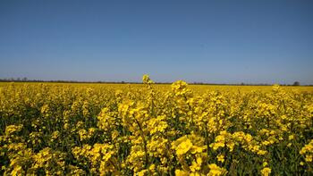 Weites Rapsfeld mit leuchtend gelben Blüten unter klarem blauem Himmel. (automatisch generiert durch KI)