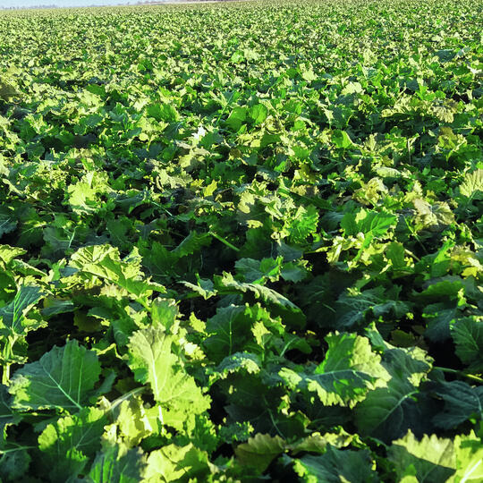 CROMAT - DER WÜCHSIGE, VIRUSRESISTENTE STANDARD IM KOHLHERNIE-ANBAU