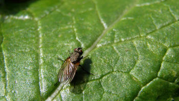 Kleine Kohlfliege