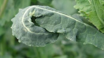 Nahaufnahme eines grünen, eingerollten Blatts mit unregelmäßiger Oberfläche und anderen Blättern im Hintergrund. (automatisch generiert durch KI)