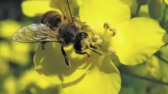 Eine Biene sitzt auf einer großen, gelben Rapsblüte und sammelt Nektar. (automatisch generiert durch KI)