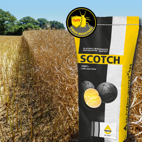 SCOTCH - Abgerundet im Profil