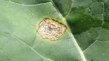 Nahaufnahme eines grünen Blattes mit einem braunen Fleck und kleinen Wassertröpfchen. (automatisch generiert durch KI)