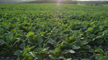Grünes Feld mit jungen Pflanzen, Wald im Hintergrund, Sonnenlicht von oben. (automatisch generiert durch KI)