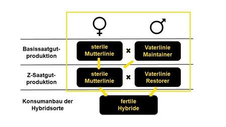 Schema zum Vermehrungsaufbau einer restaurierten MSL-Winterrapshybride