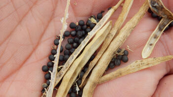 Hand hält getrocknete Schoten und schwarze Samen. (automatisch generiert durch KI)