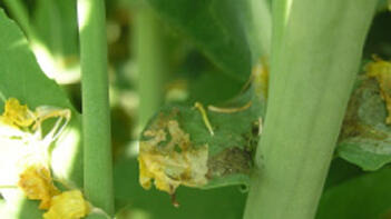 Nahaufnahme von grünen Pflanzenstängeln und Blättern mit gelben Blütenansätzen. (automatisch generiert durch KI)