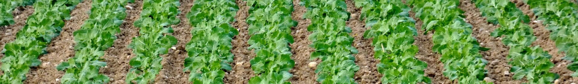 Reihen von grünen Pflanzen auf einem Feld mit Bäumen im Hintergrund unter blauem Himmel. (automatisch generiert durch KI)