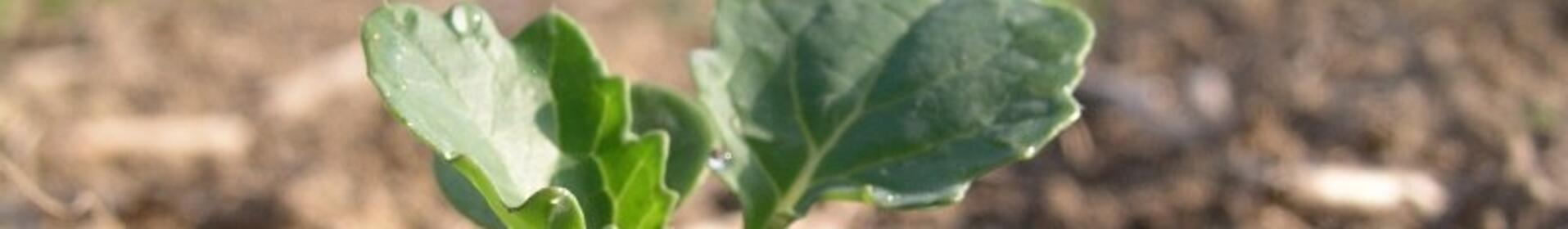 Nahaufnahme eines kleinen grünen Pflanzentriebs, der aus brauner Erde wächst. Hintergrund unscharf. (automatisch generiert durch KI)