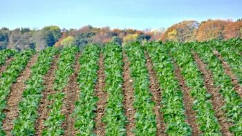 Reihen von grünen Pflanzen auf einem Feld mit Bäumen im Hintergrund unter blauem Himmel. (automatisch generiert durch KI)