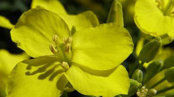 Nahaufnahme einer gelben Blüte mit mehreren Blütenblättern und Knospen im Hintergrund. (automatisch generiert durch KI)