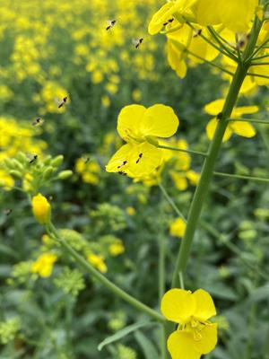 Schlupfwespen Rapsblüte - JS von Richthofen