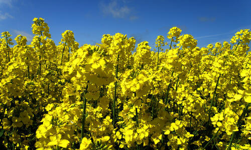 GOLDING - BESTÄNDIGE NORMALSORTE MIT HÖCHSTEINSTUFUNGEN.
