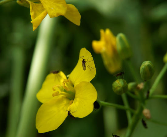 Kohlschotenmücke auf Blüte