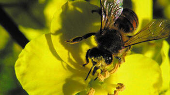 Biene auf gelber Blüte in Nahaufnahme. (automatisch generiert durch KI)