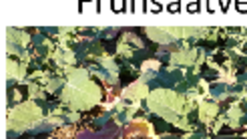 Drei Bilder von Pflanzenwachstum: links N-Mangel, Mitte Wurzel mit Maßstab, rechts Blattverluste durch Larven und Frost. (automatisch generiert durch KI)