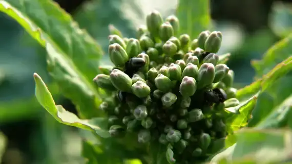 Nahaufnahme einer Pflanze mit grünen Blättern und vielen kleinen, ungeöffneten Blütenknospen. (automatisch generiert durch KI)