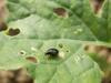 Aktuelle Schädlingsprognose, Wachstumsregler-Einsatz und Phoma (KW 38) 