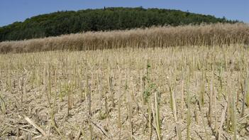 Geerntetes Feld mit Stoppeln im Vordergrund, bewaldeter Hügel im Hintergrund unter blauem Himmel. (automatisch generiert durch KI)