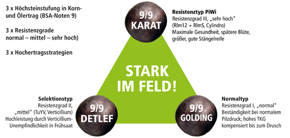 Drei Hopfensorten (Karat, Detlef, Golding) mit Eigenschaften und Resistenzgraden, umgeben von Text auf einem grünen Dreieck. (automatisch generiert durch KI)