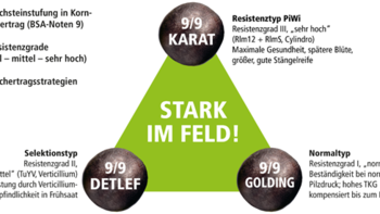 Drei Hopfensorten (Karat, Detlef, Golding) mit Eigenschaften und Resistenzgraden, umgeben von Text auf einem grünen Dreieck. (automatisch generiert durch KI)