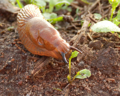 Schnecke auf Rapsfeld