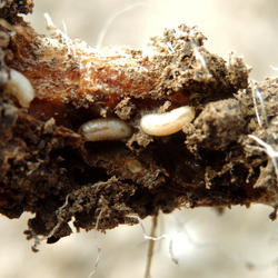 Kleine Kohlfliege (Delia radicum)